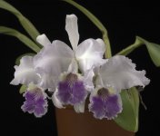 image-L-Cattleya_lueddemanniana_coerulea.jpg