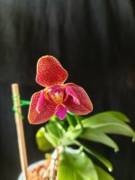 IMG_20260816_165341.jpg