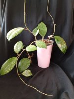 IMG_20260823_175205.jpg