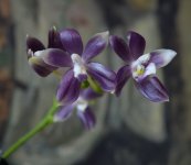 DSC_0160.JPG