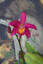 DSC_0237.JPG