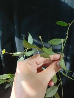 IMG_20260926_151742.jpg