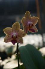 DSC05418.jpg