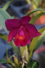 DSC05437.jpg