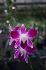 DSC05442.jpg