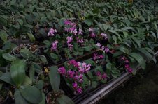 DSC05545.jpg