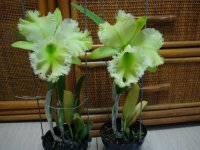 WaterOrchids2_Bc. Golf Green Hair Pig.jpg