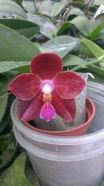 P.(Auspice Neihun-lueddemanniana) x P.Kung s Red Cherry.jpg