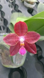 P.(Auspice Neihun-lueddemanniana) x P.Kung s Red Cherry-1.jpg