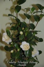Camellia-Brushfield-Yellow.jpg