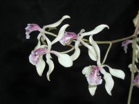 Encyclia_aromatica_2.jpg