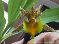 Catasetum fimbriatum00-4.jpg