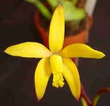 LAELIAGLOEDENIANA.jpg
