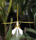 Epidendrum_nocturnum 2.jpg