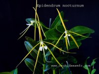 epidendrum_nocturnum.jpg