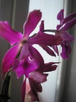 Копия P1013757.jpg