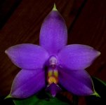 P. violacea'coerulea' Rachel's Blue Eyes x Gulfstream Blue' 796 elsner.jpg
