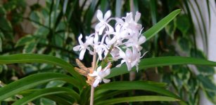 neostylis.jpg
