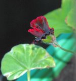 DSC_10415.jpg