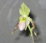 Paph_89.jpg