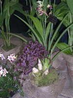 Cymbidium Little Black Sambo 'Black Magic'1.jpg