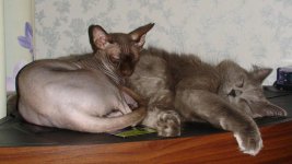 DSC00922.jpg