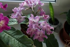 IMG_5375.JPG