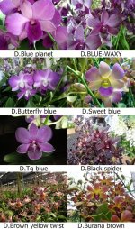 Dendrobium blue.jpg