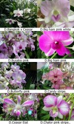 Dendrobium pink page 1.jpg