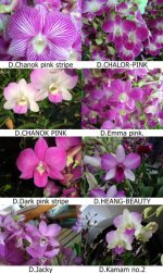 Dendrobium pink page 2.jpg