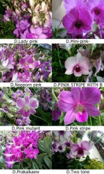 Dendrobium pink page 3.jpg