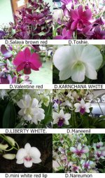 Dendrobium red and white.jpg