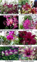 Dendrobium red page 1.jpg