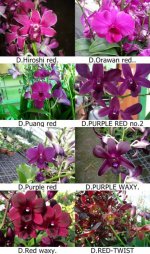 Dendrobium red page 2.jpg
