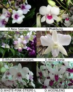 Dendrobium white.jpg
