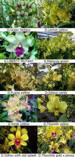 Dendrobium yellow and green.jpg