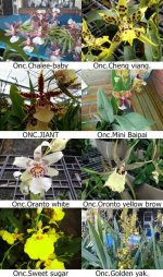 Oncidium.jpg