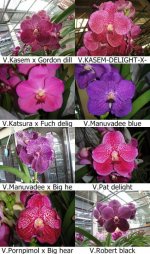 Vanda page 3.jpg