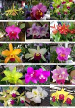 Cattleya picture.jpg