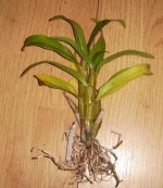 Dendrobium formosum.jpg