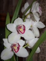 IMG_0166 ОНО завлекает цветами.jpg