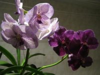 IMG_0142.jpg
