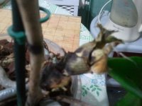 2011-11-26 09.00.15.jpg