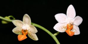 IMG_7732x.jpg
