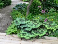PseudotsugmenziesiiFletcheri-shade.jpg