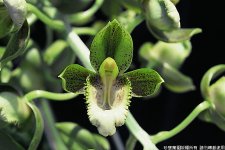 Catasetum atratum 'Polar Cap'.jpg