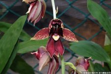 Catasetum Jumbo Carnival.jpg