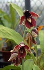 Catasetum Jumbo Carnival2.jpg