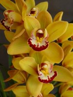 (Mary Pinchess x Pearly Pepper) 'Alive'.jpg