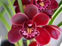 Ruby Eyes 'Red Baron' 4n.jpg